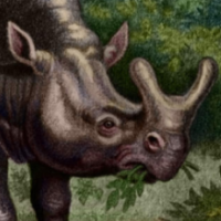 Megacerops